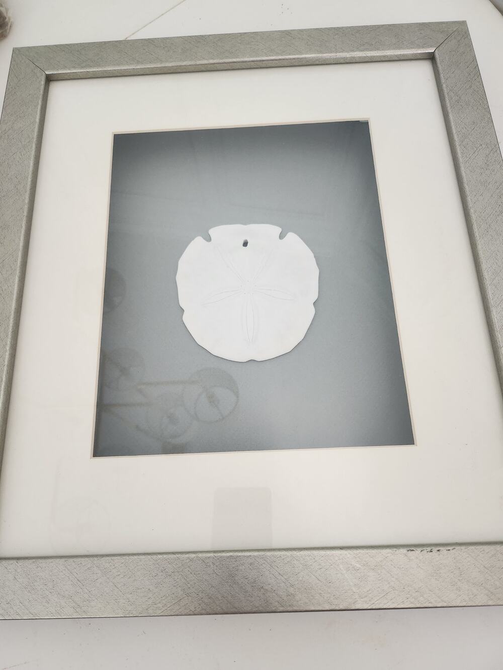 Framed and Matted Sand Dollar